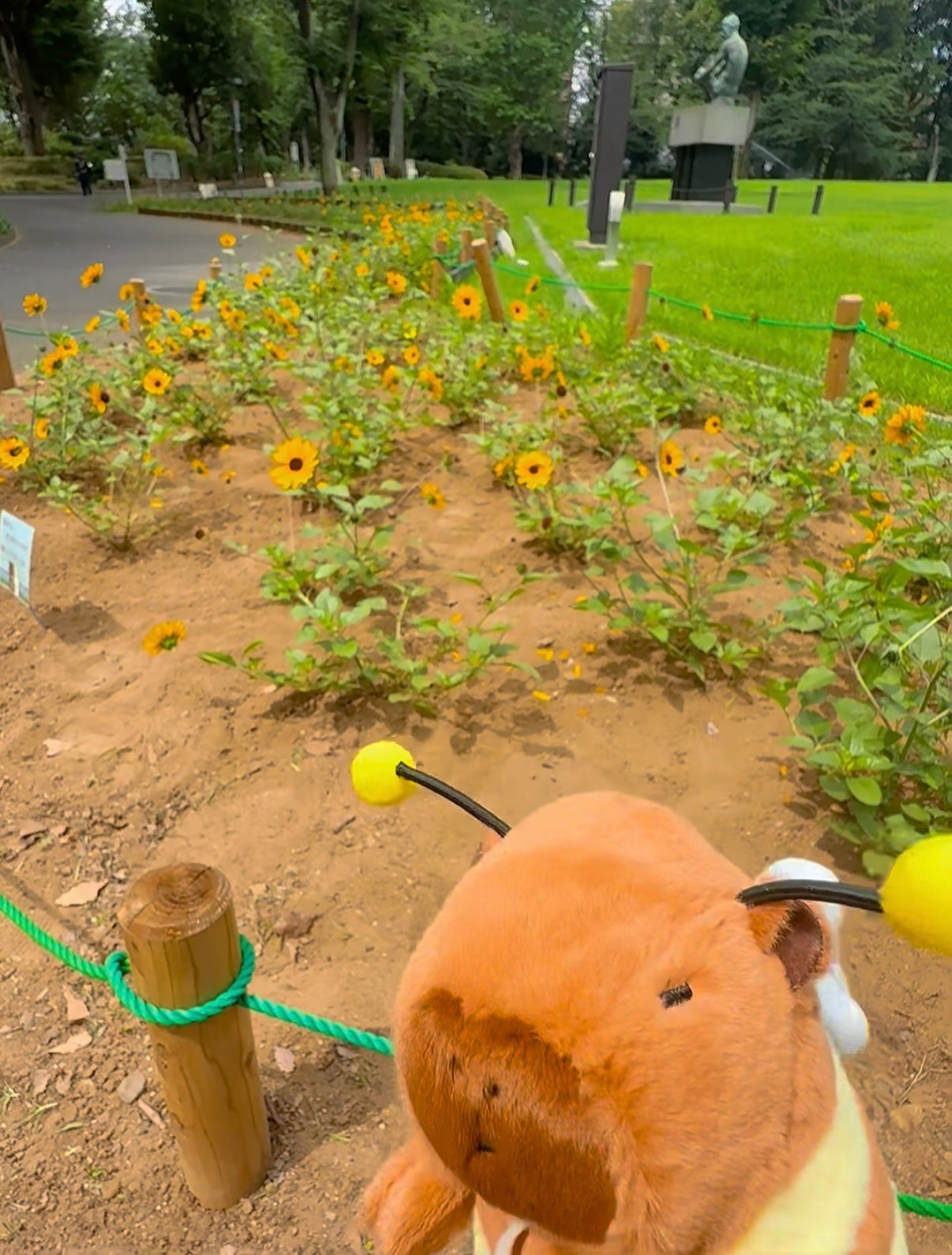 新宿の公園で野生のハチカピバラを捕獲しました