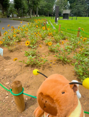 新宿の公園で野生のハチカピバラを捕獲しました